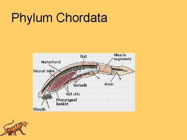 Phylum Chordata 