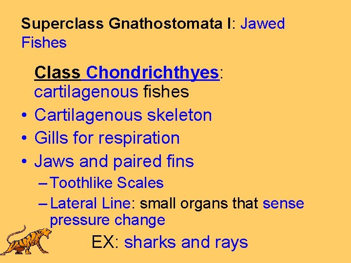 Superclass Gnathostomata I: Jawed Fishes Class Chondrichthyes: cartilagenous fishes • Cartilagenous skeleton • Gills