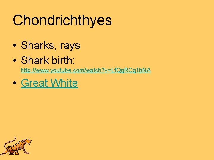 Chondrichthyes • Sharks, rays • Shark birth: http: //www. youtube. com/watch? v=Lf. Qg. RCg