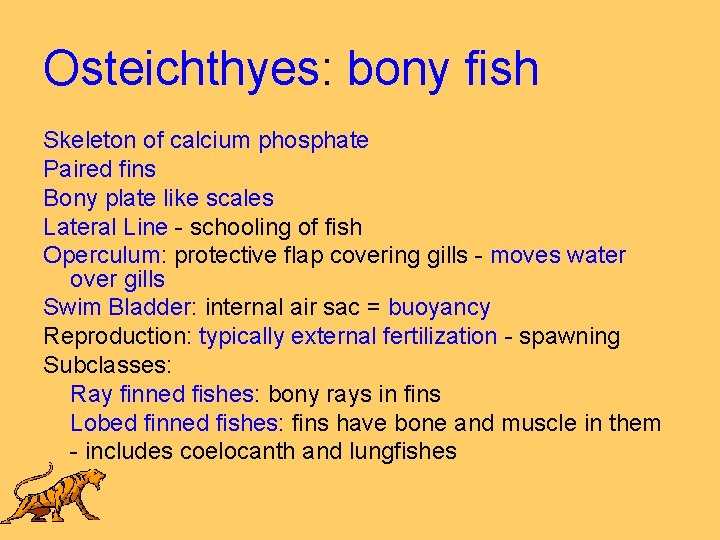 Osteichthyes: bony fish Skeleton of calcium phosphate Paired fins Bony plate like scales Lateral