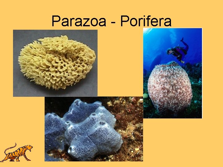 Parazoa - Porifera 