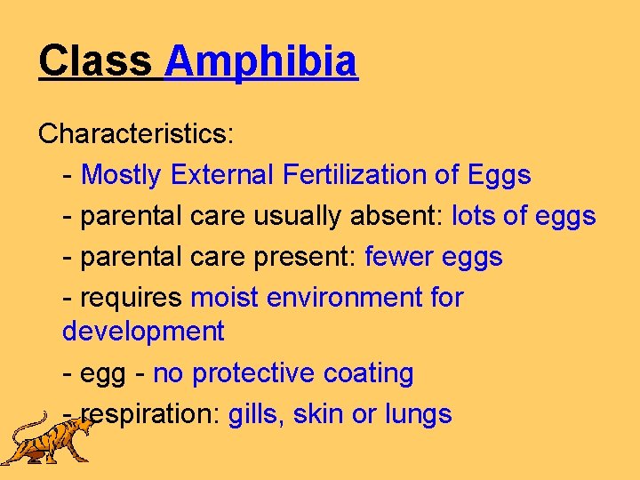 Class Amphibia Characteristics: - Mostly External Fertilization of Eggs - parental care usually absent: