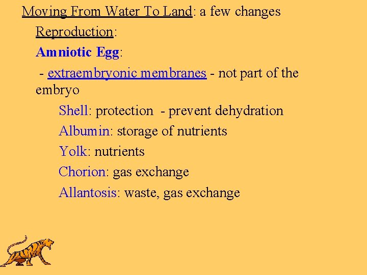 Moving From Water To Land: a few changes Reproduction: Amniotic Egg: - extraembryonic membranes