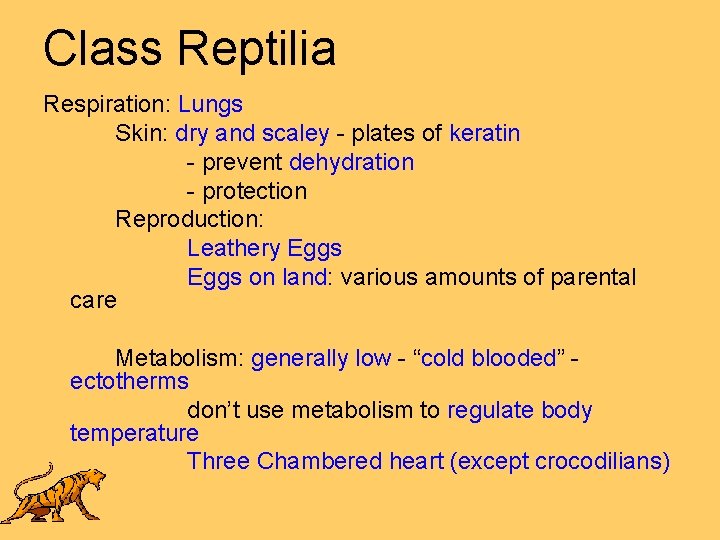 Class Reptilia Respiration: Lungs Skin: dry and scaley - plates of keratin - prevent