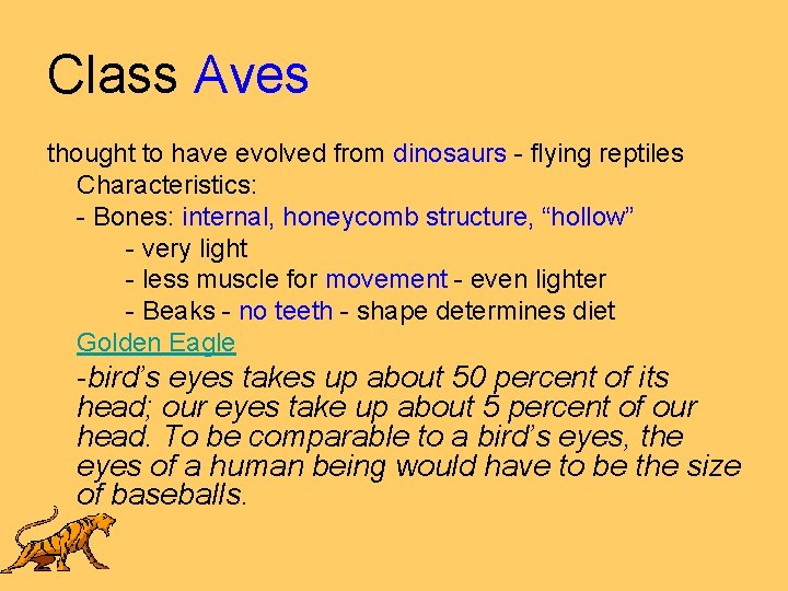 Class Aves thought to have evolved from dinosaurs - flying reptiles Characteristics: - Bones: