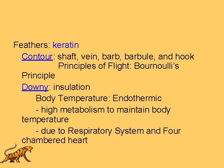 Feathers: keratin Contour: shaft, vein, barbule, and hook Principles of Flight: Bournoulli’s Principle Downy:
