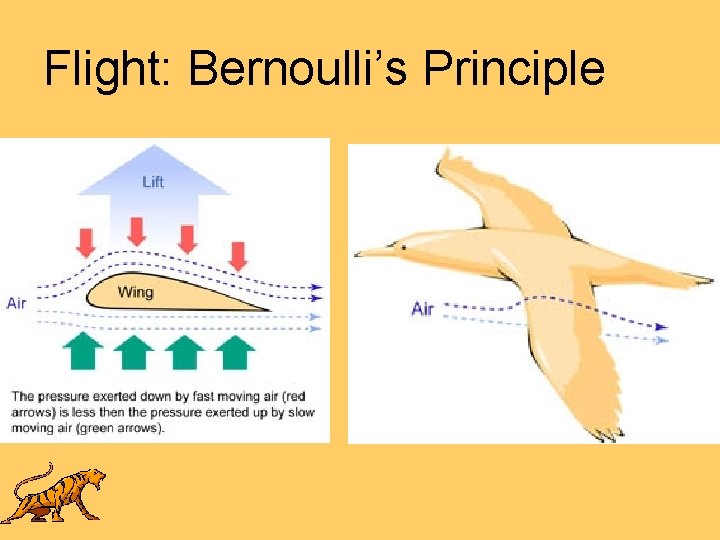 Flight: Bernoulli’s Principle 