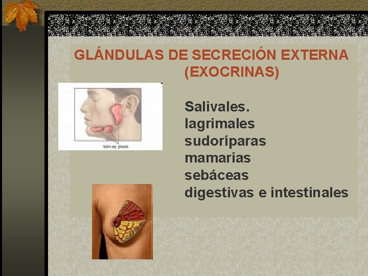 GLÁNDULAS DE SECRECIÓN EXTERNA (EXOCRINAS) Salivales. lagrimales sudoríparas mamarias sebáceas digestivas e intestinales 