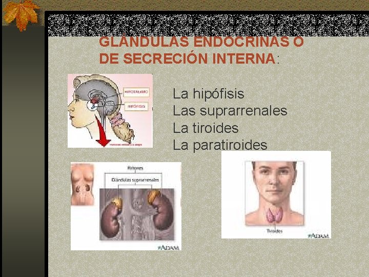 GLÁNDULAS ENDOCRINAS O DE SECRECIÓN INTERNA: La hipófisis Las suprarrenales La tiroides La paratiroides