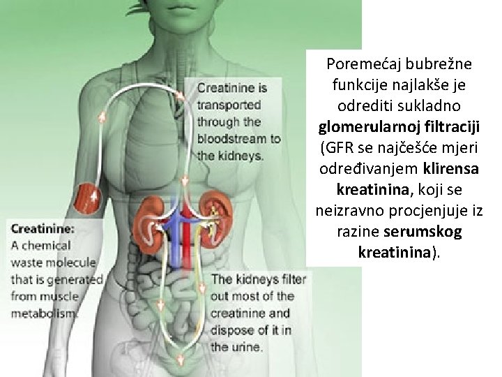 Poremećaj bubrežne funkcije najlakše je odrediti sukladno glomerularnoj filtraciji (GFR se najčešće mjeri određivanjem