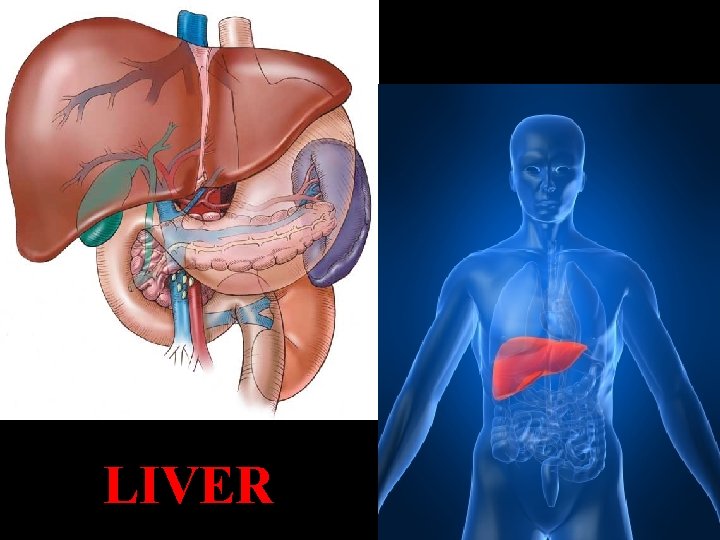 LIVER 