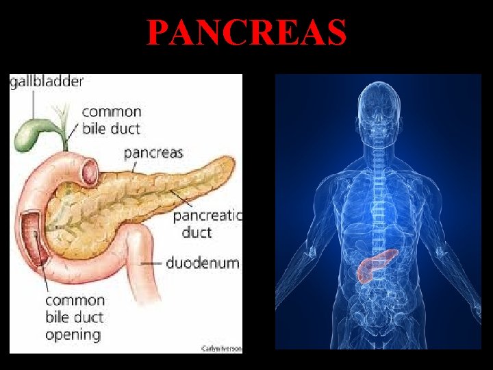 PANCREAS 