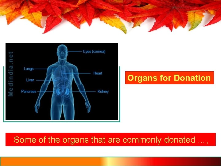 Organs for Donation Some of the organs that are commonly donated …, 