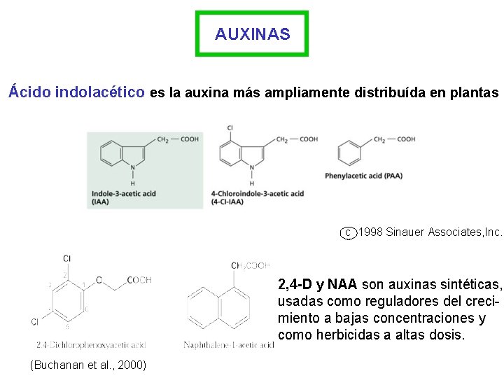 AUXINAS Ácido indolacético es la auxina más ampliamente distribuída en plantas c 1998 Sinauer