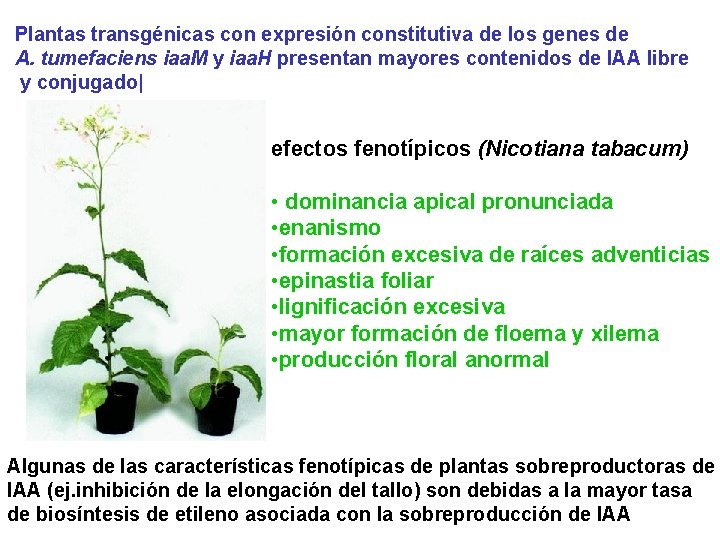 Plantas transgénicas con expresión constitutiva de los genes de A. tumefaciens iaa. M y