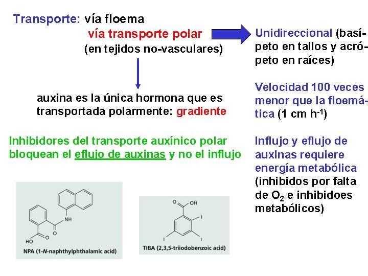 Transporte: vía floema vía transporte polar (en tejidos no-vasculares) auxina es la única hormona