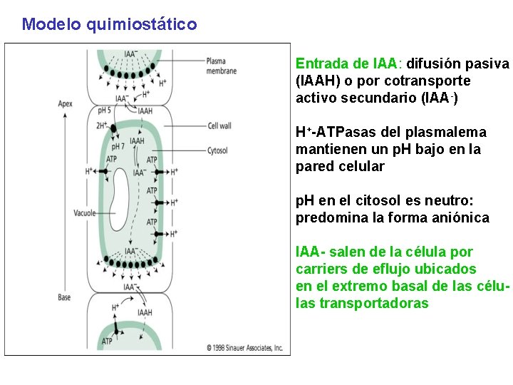 Modelo quimiostático Entrada de IAA: difusión pasiva (IAAH) o por cotransporte activo secundario (IAA-)