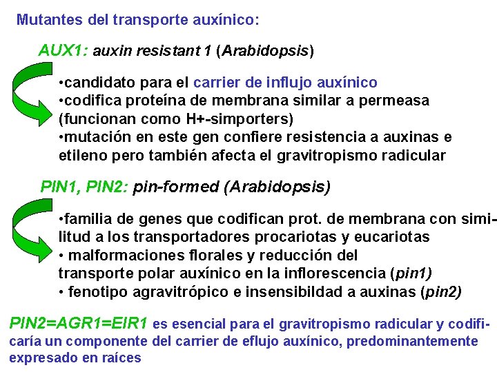 Mutantes del transporte auxínico: AUX 1: auxin resistant 1 (Arabidopsis) • candidato para el