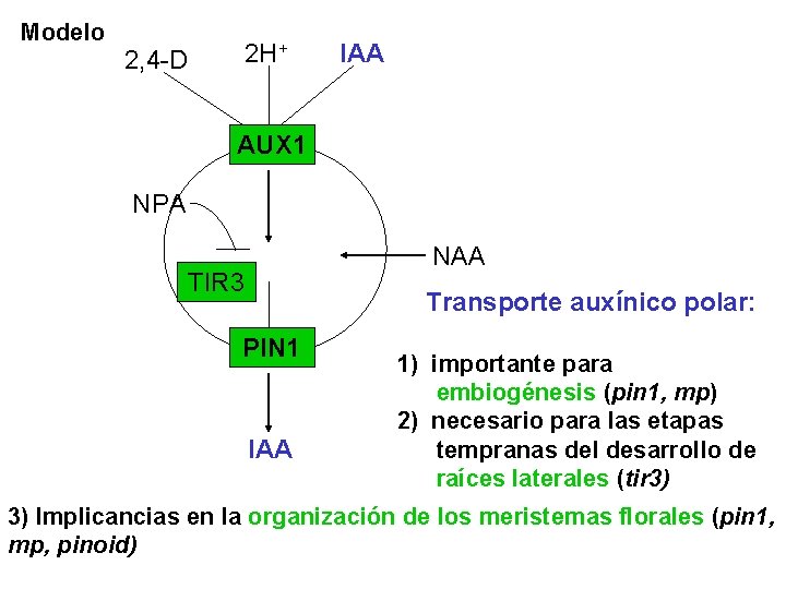 Modelo 2, 4 -D 2 H+ IAA AUX 1 NPA NAA TIR 3 Transporte