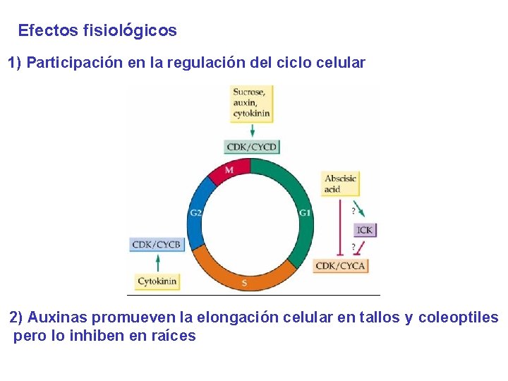 Efectos fisiológicos 1) Participación en la regulación del ciclo celular 2) Auxinas promueven la