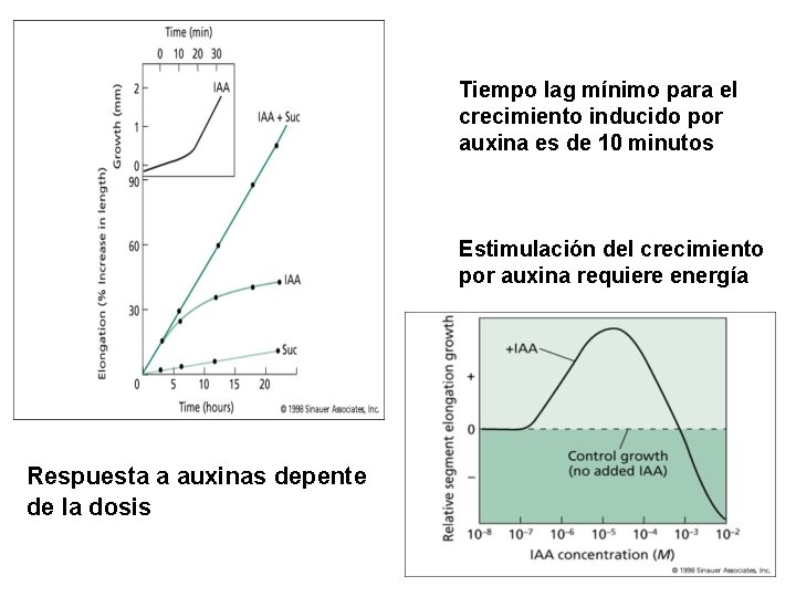 Tiempo lag mínimo para el crecimiento inducido por auxina es de 10 minutos Estimulación