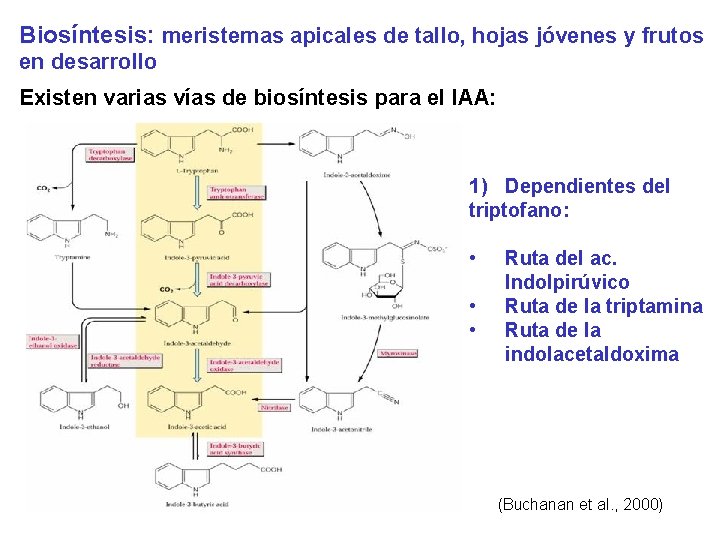 Biosíntesis: meristemas apicales de tallo, hojas jóvenes y frutos en desarrollo Existen varias vías