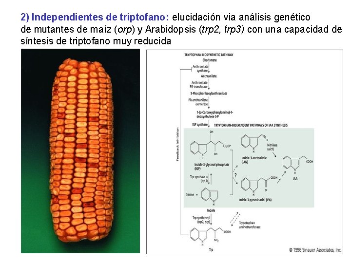 2) Independientes de triptofano: elucidación via análisis genético de mutantes de maíz (orp) y