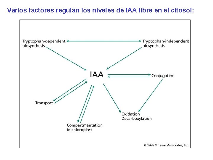 Varios factores regulan los niveles de IAA libre en el citosol: 