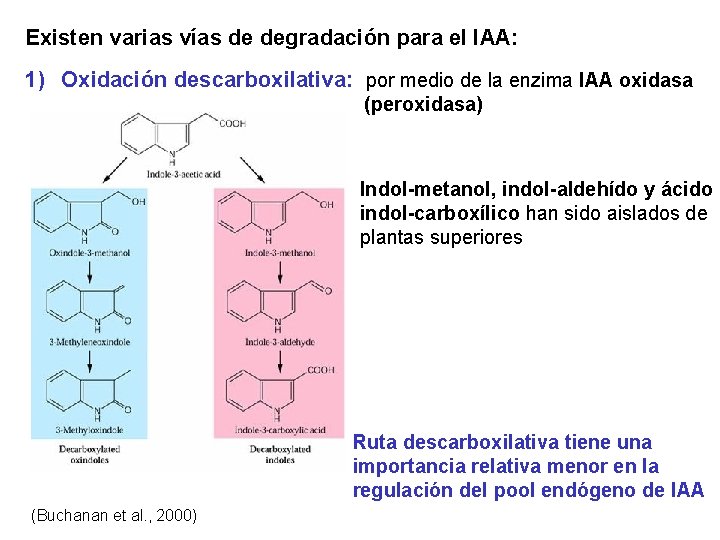 Existen varias vías de degradación para el IAA: 1) Oxidación descarboxilativa: por medio de