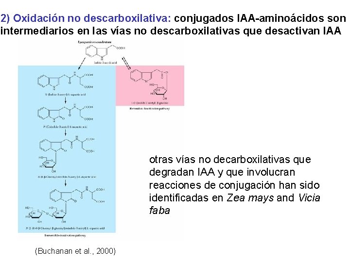 2) Oxidación no descarboxilativa: conjugados IAA-aminoácidos son intermediarios en las vías no descarboxilativas que