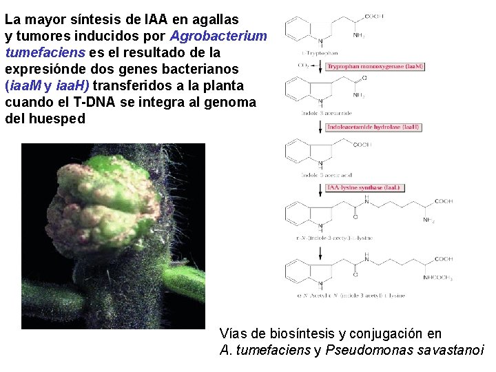 La mayor síntesis de IAA en agallas y tumores inducidos por Agrobacterium tumefaciens es