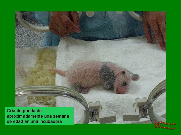 Cría de panda de aproximadamente una semana de edad en una incubadora 