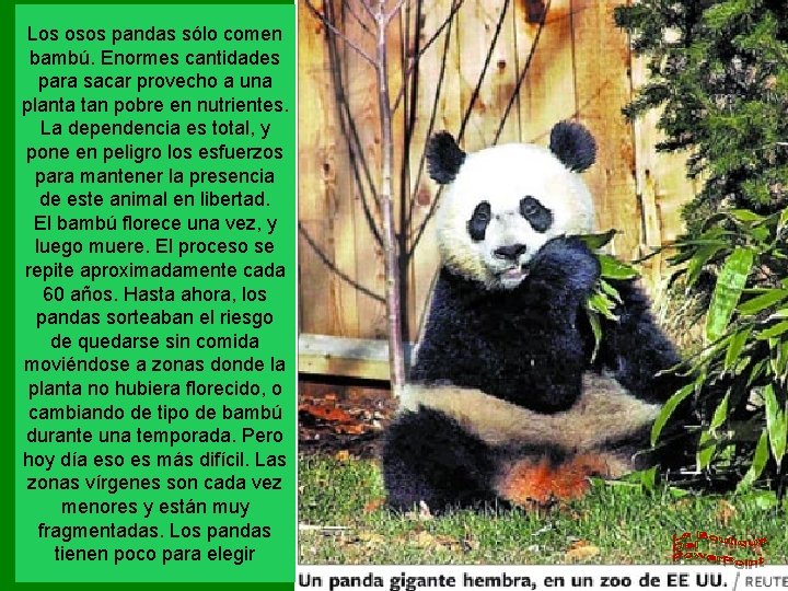 Los osos pandas sólo comen bambú. Enormes cantidades para sacar provecho a una planta