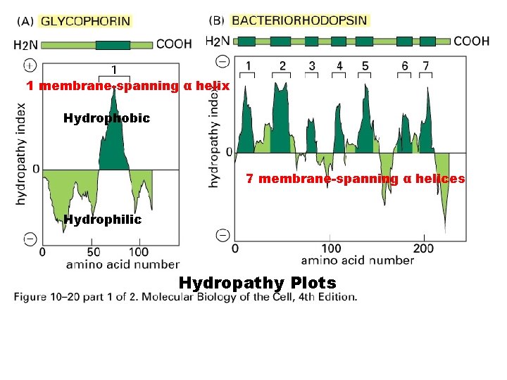 1 membrane-spanning α helix Hydrophobic 7 membrane-spanning α helices Hydrophilic Hydropathy Plots 