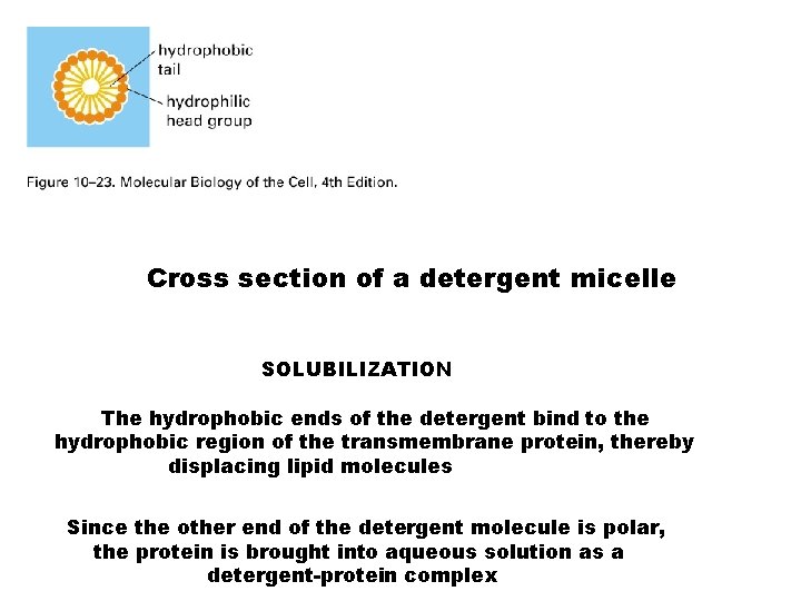 Cross section of a detergent micelle SOLUBILIZATION The hydrophobic ends of the detergent bind