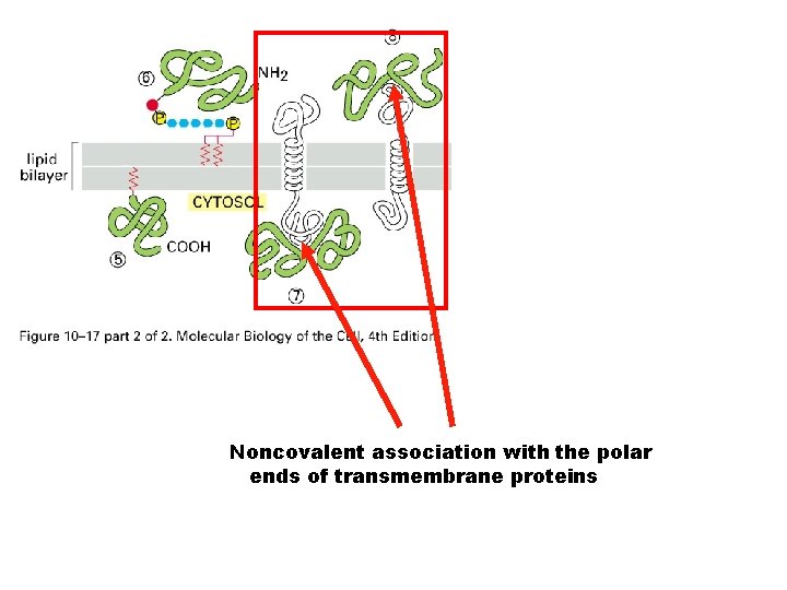 Peripheral Membrane Proteins Noncovalent association with the polar ends of transmembrane proteins 