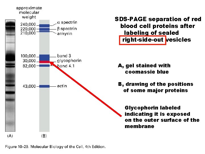 SDS-PAGE separation of red blood cell proteins after labeling of sealed right-side-out vesicles A,
