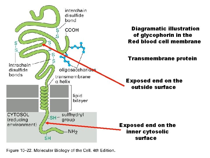 Diagramatic illustration of glycophorin in the Red blood cell membrane Transmembrane protein Exposed end