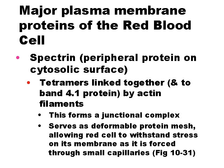 Major plasma membrane proteins of the Red Blood Cell • Spectrin (peripheral protein on