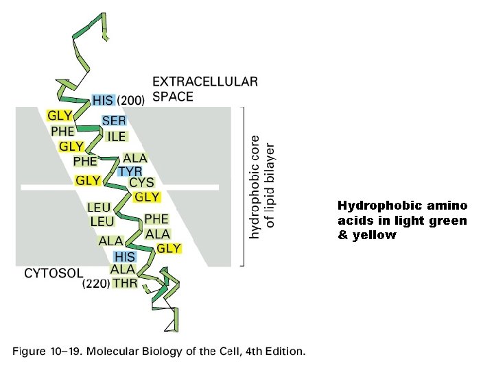 Hydrophobic amino acids in light green & yellow 