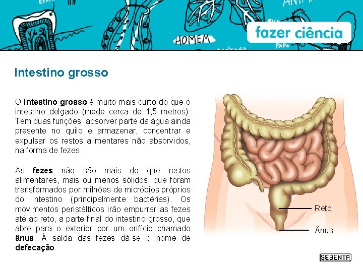 Intestino grosso O intestino grosso é muito mais curto do que o intestino delgado