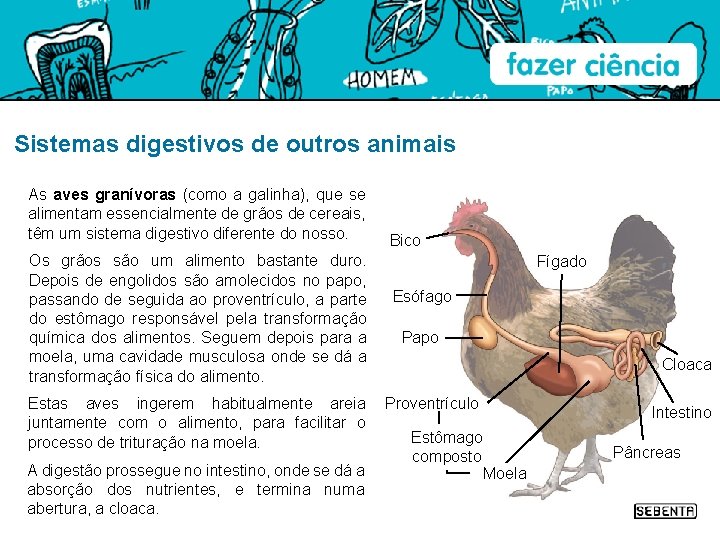 Sistemas digestivos de outros animais As aves granívoras (como a galinha), que se alimentam