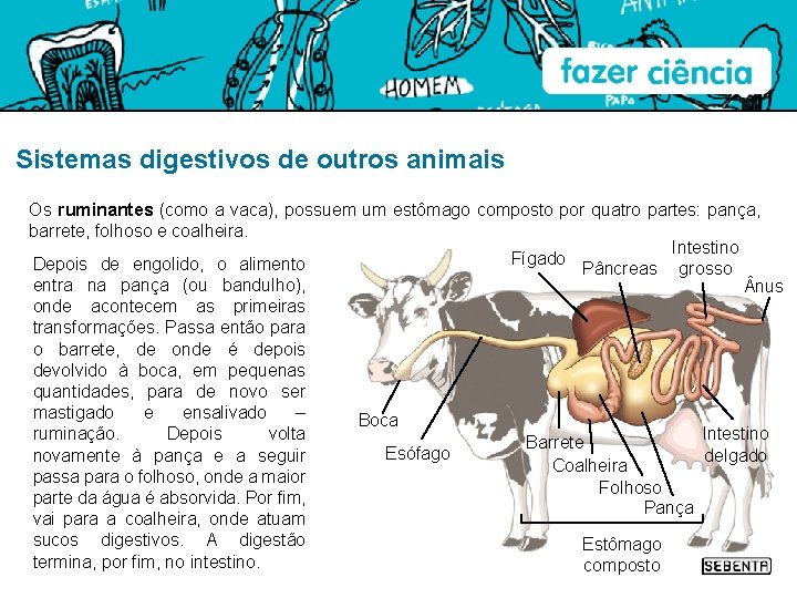 Sistemas digestivos de outros animais Os ruminantes (como a vaca), possuem um estômago composto
