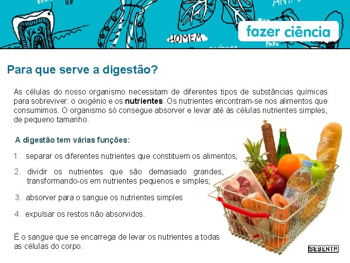 Para que serve a digestão? As células do nosso organismo necessitam de diferentes tipos