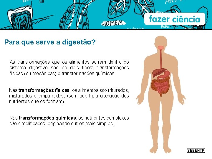 Para que serve a digestão? As transformações que os alimentos sofrem dentro do sistema