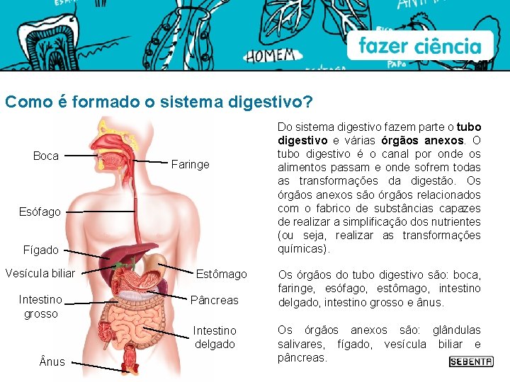 Como é formado o sistema digestivo? Boca Faringe Esófago Fígado Vesícula biliar Intestino grosso