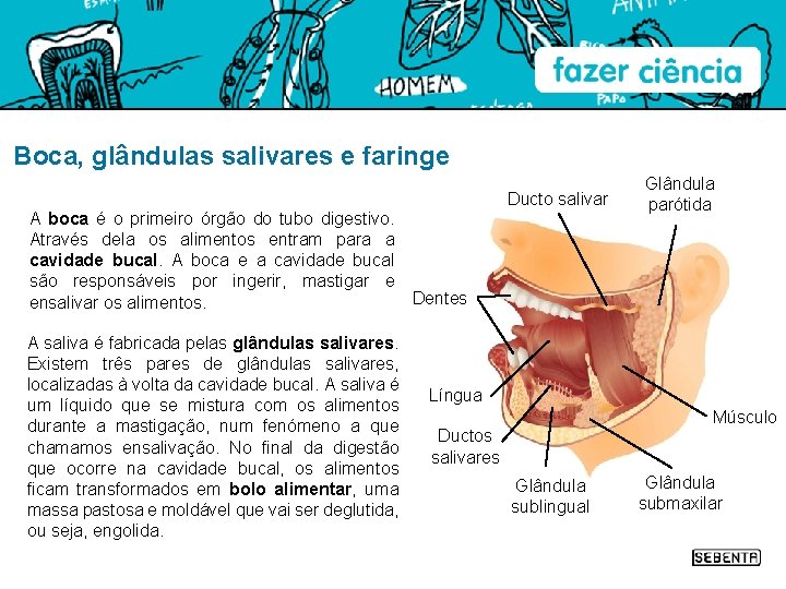 Boca, glândulas salivares e faringe Ducto salivar A boca é o primeiro órgão do