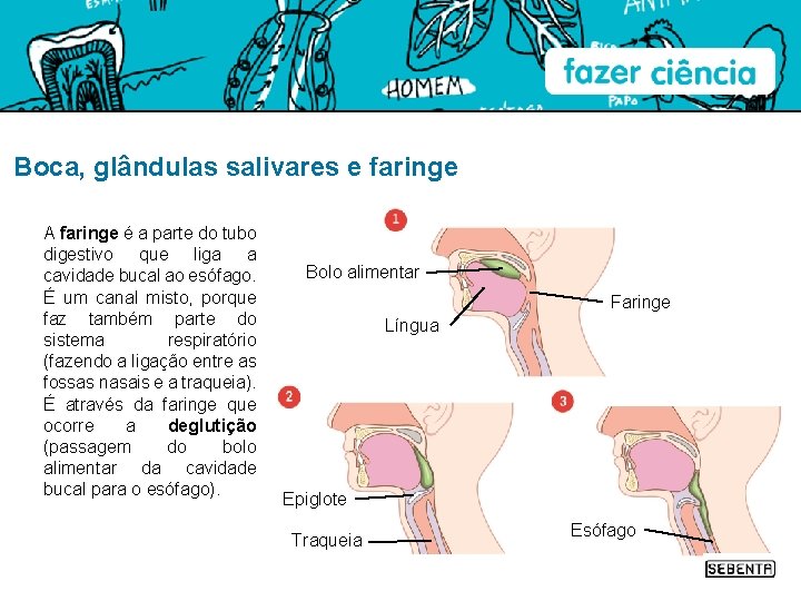 Boca, glândulas salivares e faringe A faringe é a parte do tubo digestivo que