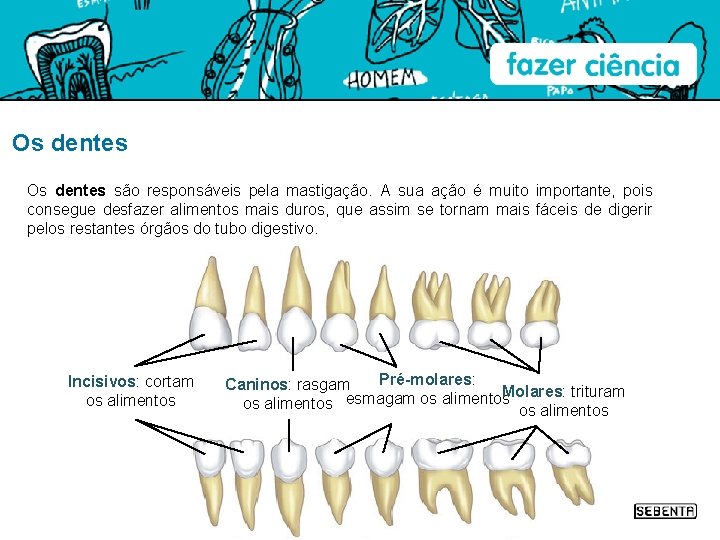 Os dentes são responsáveis pela mastigação. A sua ação é muito importante, pois consegue