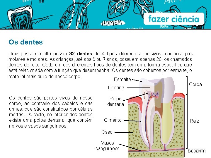 Os dentes Uma pessoa adulta possui 32 dentes de 4 tipos diferentes: incisivos, caninos,